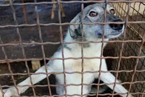 ЄС виділив 90 тис. євро українському притулку для тварин