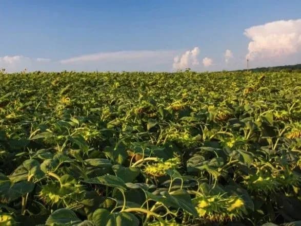 Кужель розповіла, як акціонер "Кернел" у селян землі відбирав