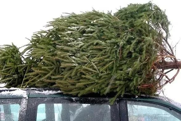 Лісники на Прикарпатті незаконно вирубали близько 400 ялинок