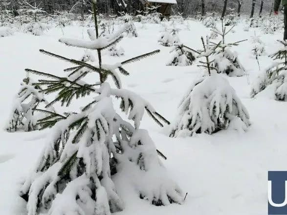 Лісгоспи Закарпаття реалізували третину запланованих на продаж ялинок