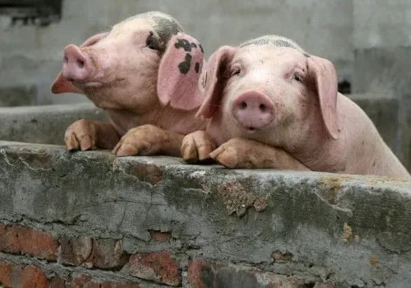 Депутати пропонують заборонити подвірний забій домашніх тварин і продаж несертифікованого м’яса