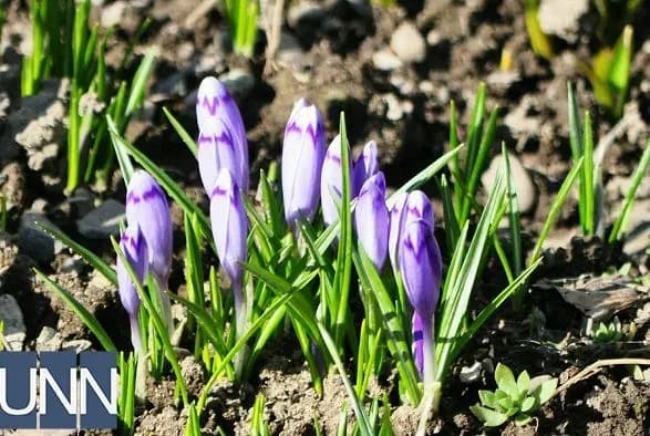 Попри морози: перші шафрани розквітли в Ужгороді
