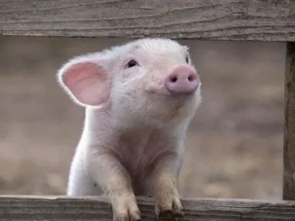 В МинАПК "похоронили" пятилетнюю программу борьбы с АЧС