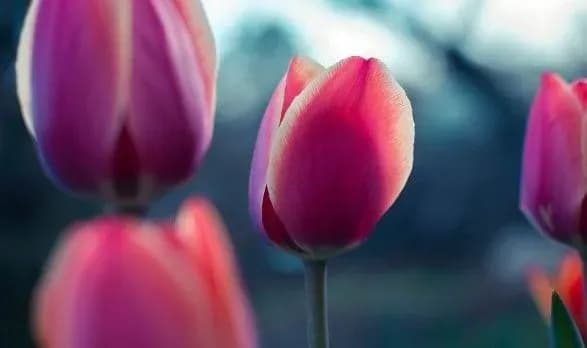 Сьогодні у світі святкують Міжнародний жіночий день