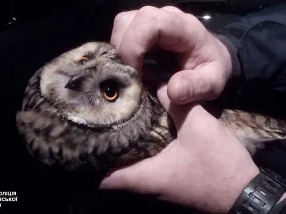 Поліцейські на автотрасі знайшли травмовану червонокнижну сову