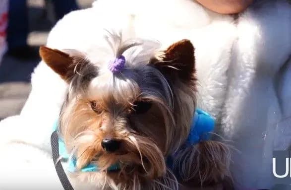 Одессой прошел Марш спасенных собак