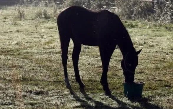 Через купівлю коня в Індії вбили представника найнижчої касти