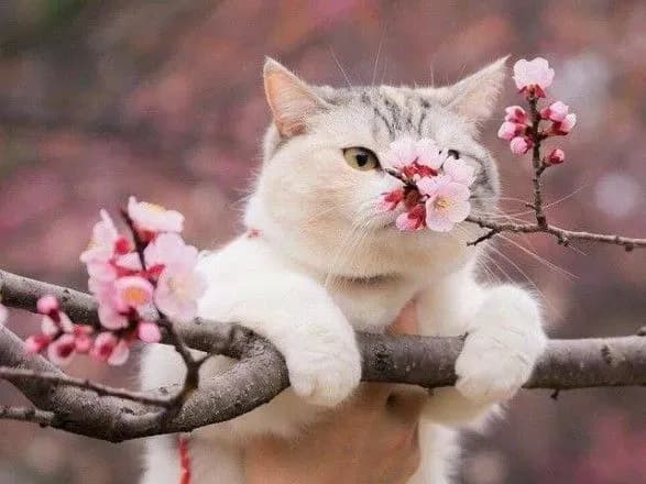 Дощі, грози і заморозки: що синоптики обіцяють на 23 квітня