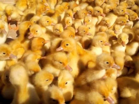 Українець намагався вивезти до Росії понад 5 тис. живих каченят