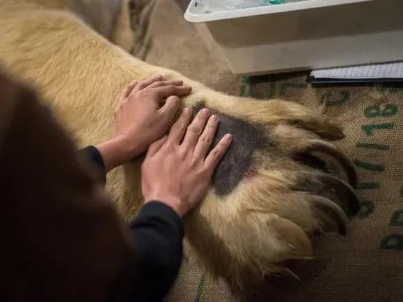 У Сінгапурі помер перший в світі тропічний білий ведмідь