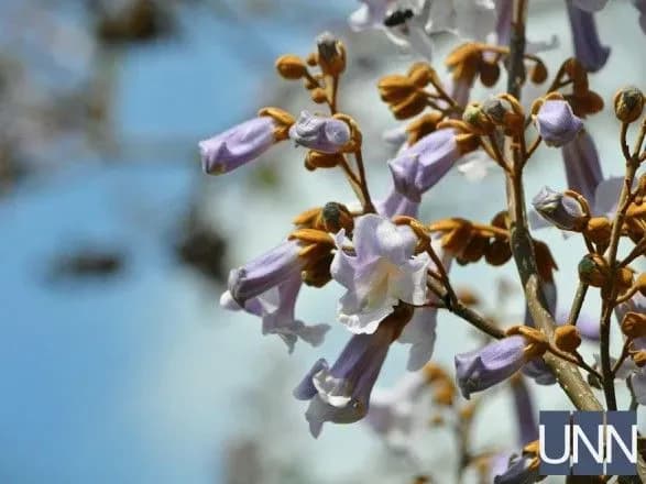 Найшвидше дерево в світі: в Ужгороді розквітла павловнія