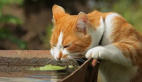 Завтра в Україну повернеться спека та дощі