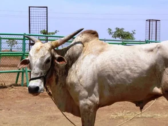 Принцу Гаррі і Меган Маркл подарують на весілля бика