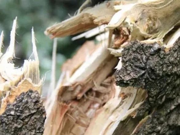 На школярів у Черкасах впало дерево