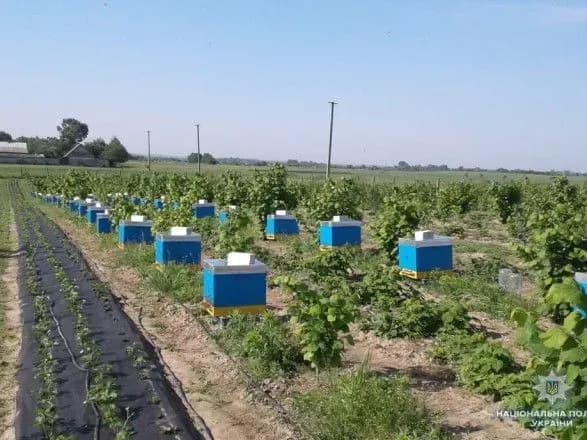 На Волині масово загинули бджоли