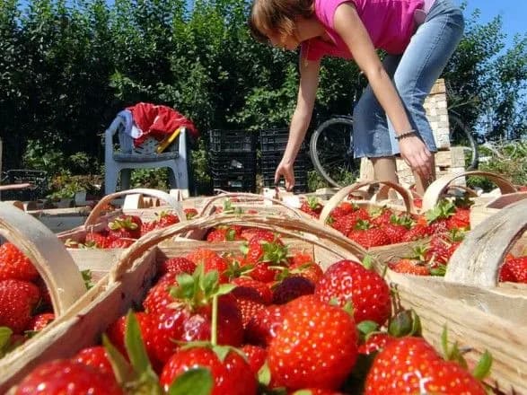 За кордоном постійно працюють понад 3 млн українців - Рева