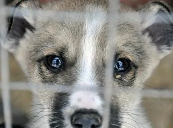 Невідомі відрізали голови цуценятам у Кропивницькому