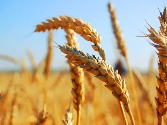 Аграрії вже зібрали 16,7 млн тонн зерна