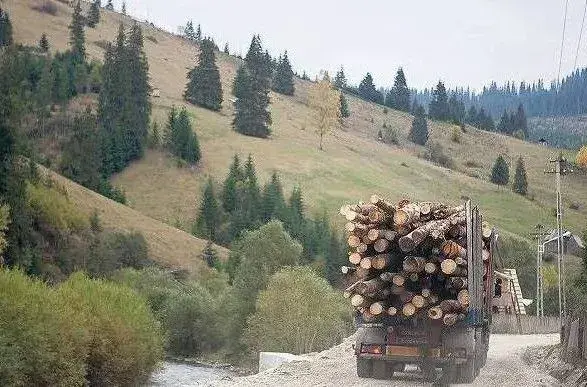 На Закарпатті головний лісничий погорів на хабарі