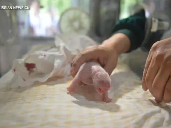 Вперше в історії: в китайському зоопарку народилися унікальні панди-близнюки