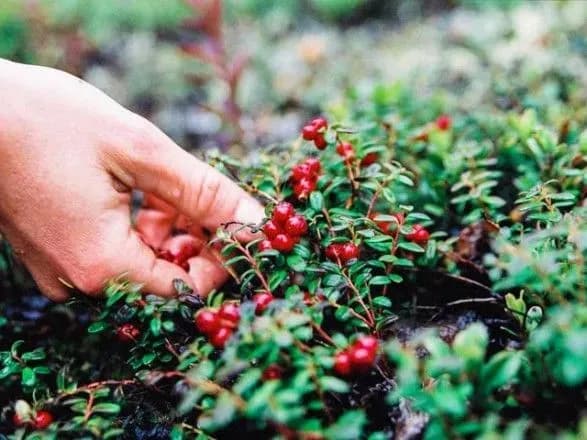 Сезон "тихого полювання" на кордоні з Білоруссю добігає кінця