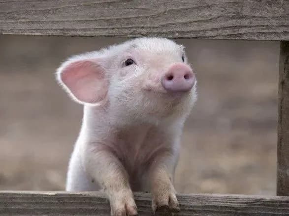 До Японії привезли м'ясо, заражене АЧС
