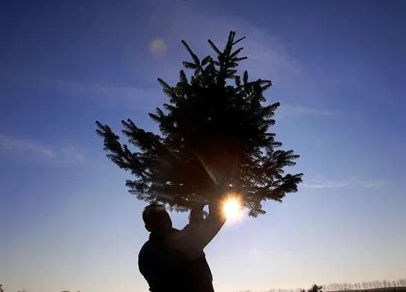 Українців попередили, що буває за незаконну вирубку ялинок