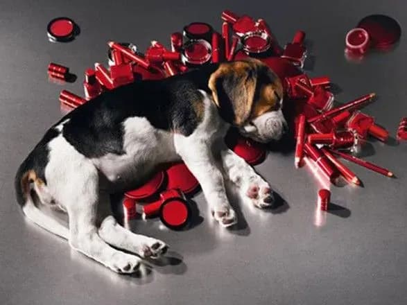 В Україні хочуть заборонити випробування косметики на тваринах