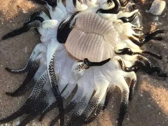 Австралійських вчених збентежила дивна морська істота з десятками "ніг"