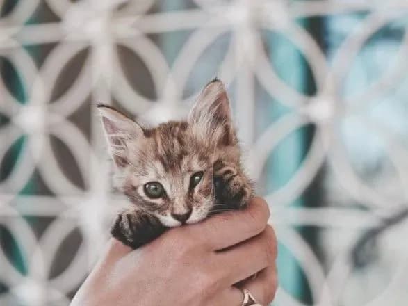 У Львові поліція порушила кримінальну справу через викинутого з будинку кота