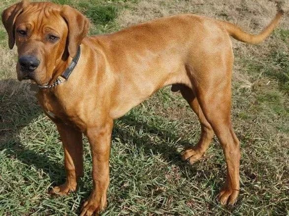 Загибель цуценят рідкісної породи розслідують на Харківщині