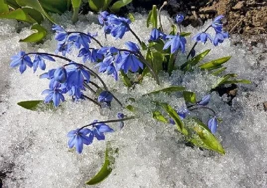 В Эстонии появились первые подснежники