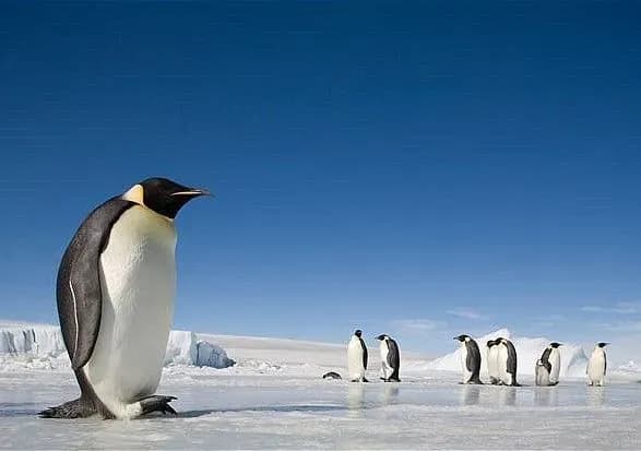 Посольство Австралії в Україні закликає не брати приклад з пінгвіна (уточнено)