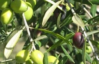 Бактерія знищила великі плантації оливок на півдні Італії