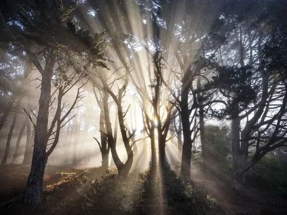 В Україні за рік з'явилося 2 тисячі гектарів нових лісів