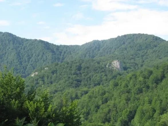 Україна в першій 10-ці європейських країн за кількістю лісів