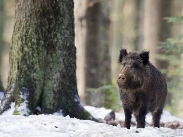 Из-за подозрения на АЧС на Волыни уничтожили более полутысячи здоровых кабанов