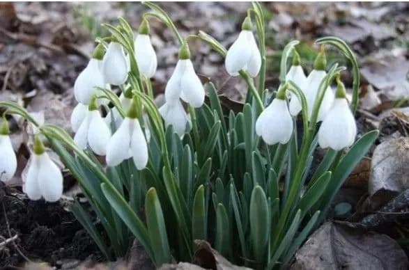 У Львові оштрафували продавців первоцвітів