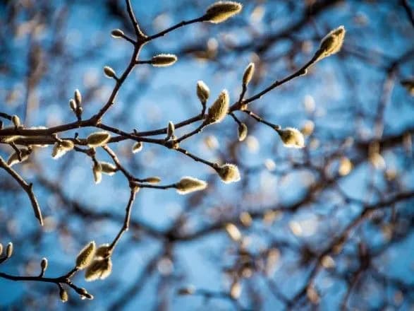 В Україні сьогодні до 17 градусів тепла