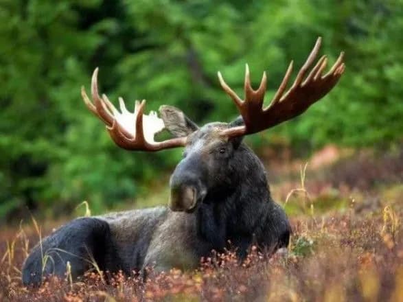 Мінприроди спробує знову внести лося у Червону книгу України