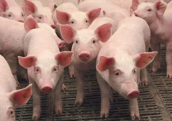 АЧС в Румынии уничтожила поголовье одной из крупнейших ферм Европы