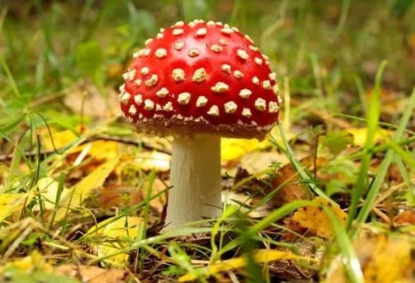 За неделю в Украине зарегистрировано два случая отравления грибами