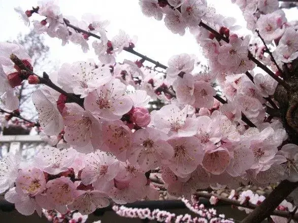 Синоптики рассказали, когда на Закарпатье начнет цвести абрикос