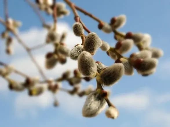 Стало известно, какая будет погода в день выборов
