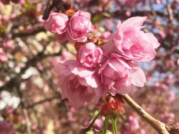 В Ужгороді зацвіла сакура