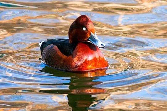 В Одеській області помітили качок рідкісної породи