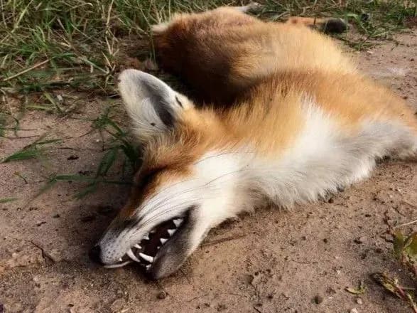 З початку року в Україні зареєстровано 260 випадків сказу тварин