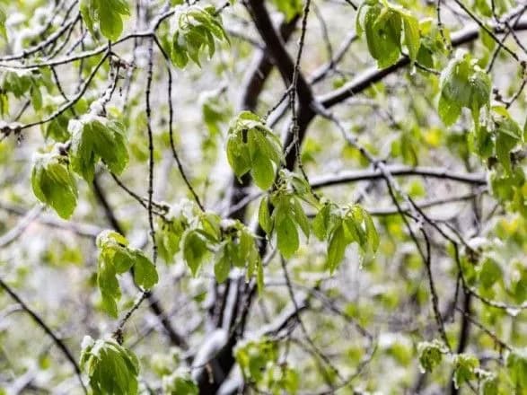 Жителів Києва попередили про заморозки