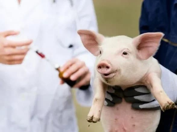 У США готуються ліцензувати вакцину проти АЧС