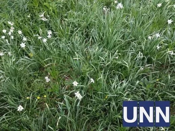 В Карпатах расцветает Долина нарциссов